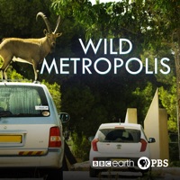 Wild Metropolis à télécharger 