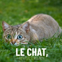 Le chat, ce tueur si mignon à télécharger 