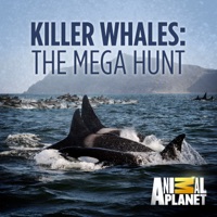 Killer Whales: The Mega Hunt à télécharger 