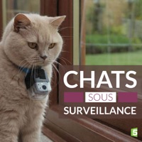Chats sous surveillance à télécharger 