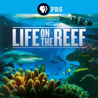 Life on the Reef à télécharger 