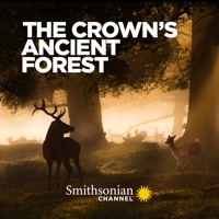 The Crown's Ancient Forest à télécharger 