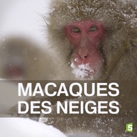Macaques des neiges à télécharger 