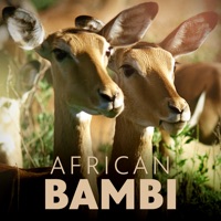 African Bambi à télécharger 