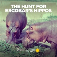 The Hunt for Escobar's Hippos à télécharger 