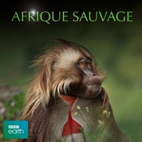 Africa, Afrique Sauvage à télécharger 