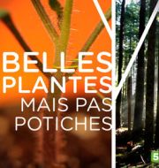 Belles plantes mais pas potiches à télécharger 