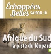 Afrique du Sud, la piste du léopard à télécharger 