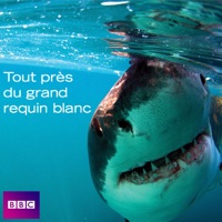 Tout près du grand requin blanc à télécharger 