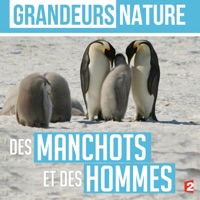 Grandeurs nature : Des manchots et des hommes à télécharger 