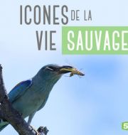 Icônes de la vie sauvage, Saison 1 à télécharger 