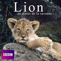 Lion en direct de la savanne à télécharger 