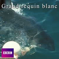 Le grand requin blanc à télécharger 