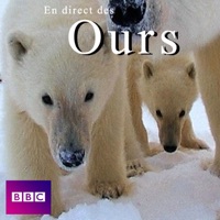 En direct des ours à télécharger 