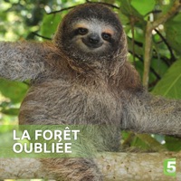 La forêt oubliée à télécharger 