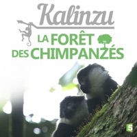 Kalinzu, la forêt des chimpanzés à télécharger 