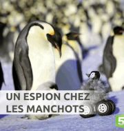 Un espion chez les manchots à télécharger 