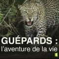 Télécharger Guépards, l'aventure de la vie