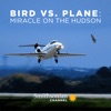 Acheter Bird vs. Plane: Miracle On the Hudson en DVD