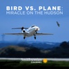 Télécharger Bird vs. Plane: Miracle On the Hudson