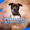 Télécharger Pit Bulls and Parolees, Season 16