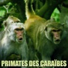 Télécharger Primates des Caraïbes