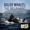 Télécharger Killer Whales: The Mega Hunt