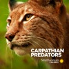 Télécharger Carpathian Predators, Season 1