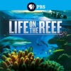 Télécharger Life on the Reef