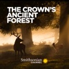 Télécharger The Crown's Ancient Forest
