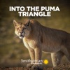 Télécharger Into the Puma Triangle