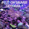 Télécharger Peut-on sauver le corail ?