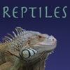Acheter Dragons Alive, Reptiles en DVD