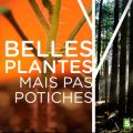 Télécharger Belles plantes mais pas potiches