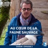 Télécharger Le monde de Jamy : Au cœur de la faune sauvage