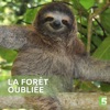 Télécharger La forêt oubliée