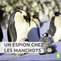 Télécharger Un espion chez les manchots