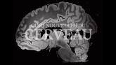 Cinq Nouvelles Du Cerveau en streaming 
