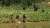 Bonobos en streaming 