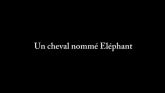 Un Cheval Nommé éléphant en streaming 